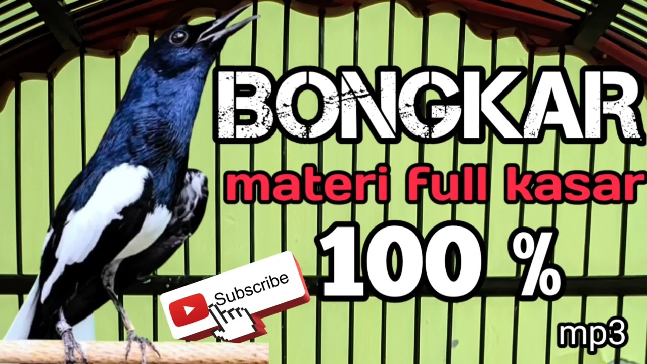PANCINGAN SUARA KACER FULL BONGKAR MATERII mp3// untuk memancing kacer agar emosi naik ,buka ekor 🔴🔥