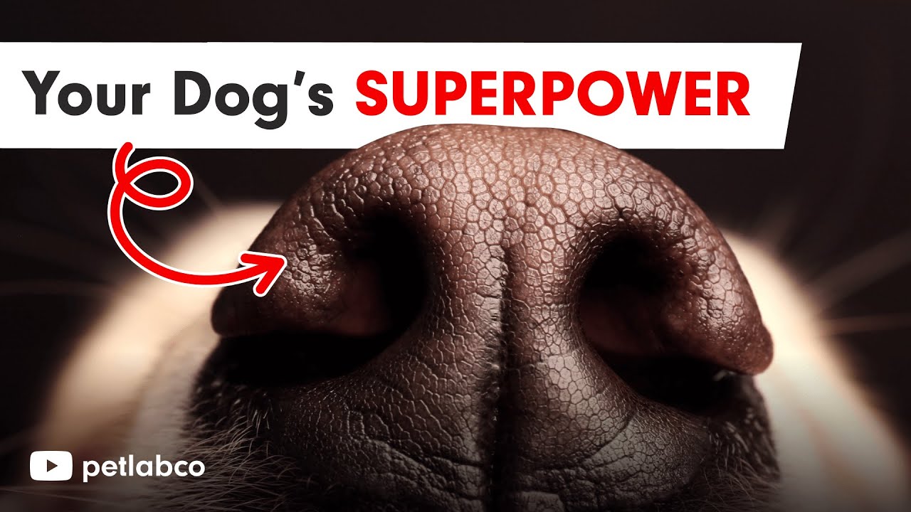 The Astonishing Way Dogs "See" Their World - Explained by a Board-Certified Veterinarian & Professor