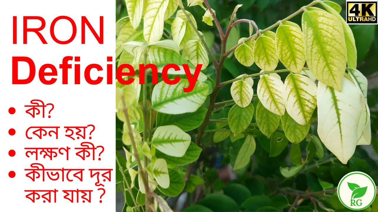 লেবু, কামরাঙা, গন্ধরাজের পাতা কি এরকম হয়ে যাচ্ছে? আয়রনের অভাবে নয়তো? Iron Chlorosis|RAJ Gardens |4K