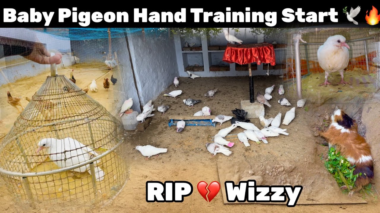 Baby Pigeon Hand Training Start🕊️|| Baaz ਦੀ Training ਕਰਤੀ || Ik Hor GunieaPig Marr Gya💔|| #pigeon