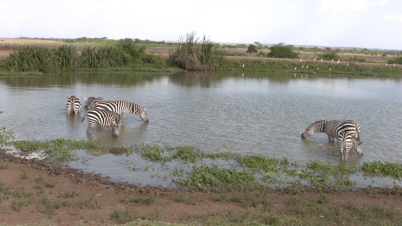 Crocodile Lurks as Zebras Gather to Drink | Waterhole in Africa