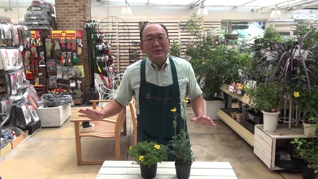 ビデンスの育て方・日常管理 立性・横張り性の違い