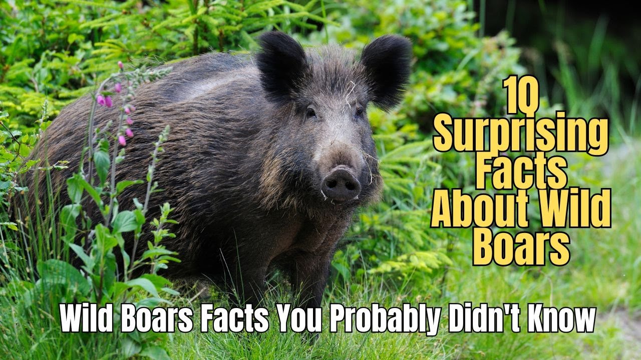 🐷 10 удивительных фактов о диких кабанах, которые вы не знали 🐖 Дикие кабаны — инвазивный вид 🐽