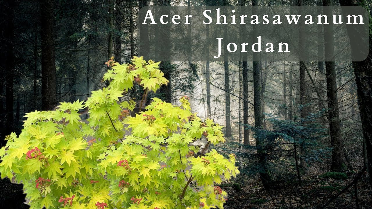 Потрясающая красота японского клёна Acer Shirasawanum Jordan
