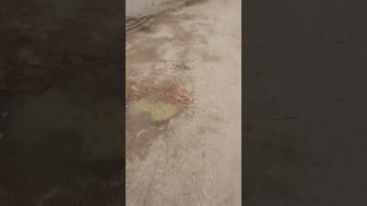 As aventuras de José Bernardo e João Felipe no sitio. 2025
