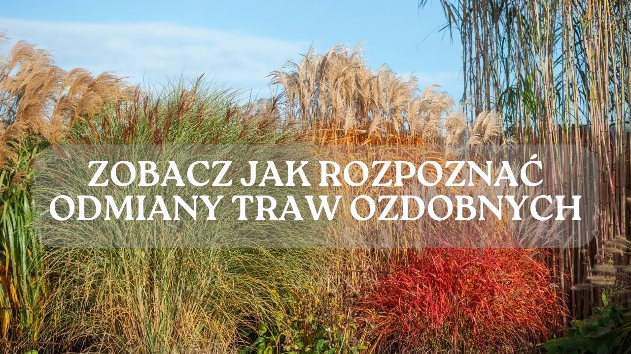 Jak rozpoznać odmiany miskantów? Zobacz jak rozpoznać trawy ozdobne