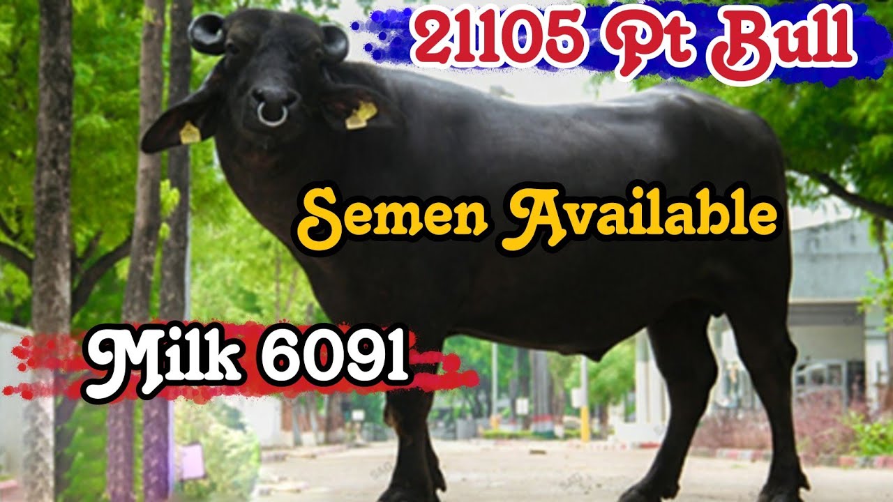 #hldb_21105 Bull #projni_tested पहले ब्यांत में 14 से 20 तक की झोटियां देने वाला #sag_bull