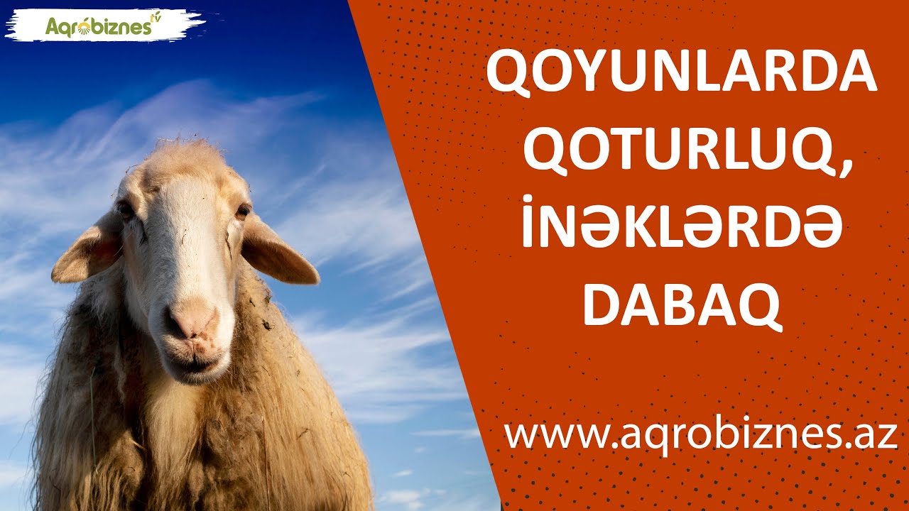 Qoyunlarda qoturluq, inəklərdə dabaq