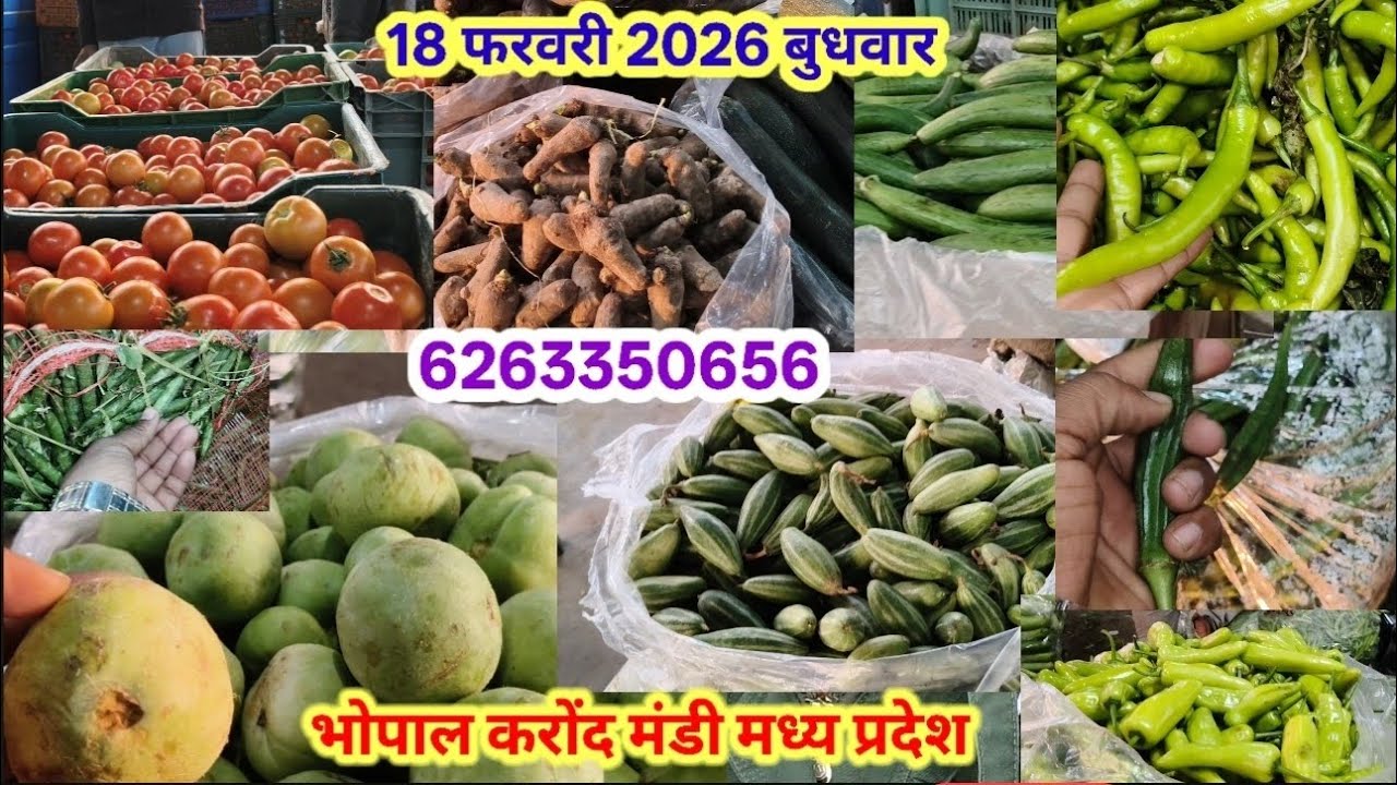 सभी प्रकार की सब्जियों के होलसेल भाव रेट जाने 🫑🥒🌶️🥦🍆 18 फरवरी 2026 all vegetable rat 