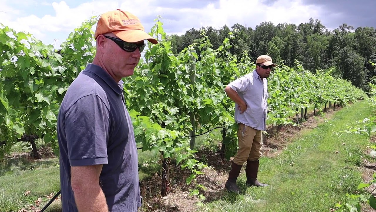 Into The Vines with Robert Higgs and Mark Mccune