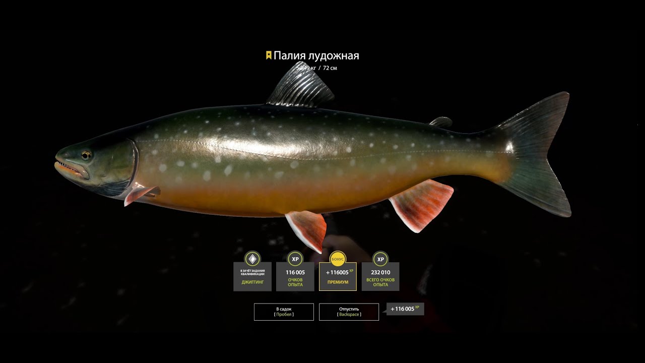 Epic Red Char Trophy Hunt on Ladoga Archipelago  – Russian Fishing 4  #rf4