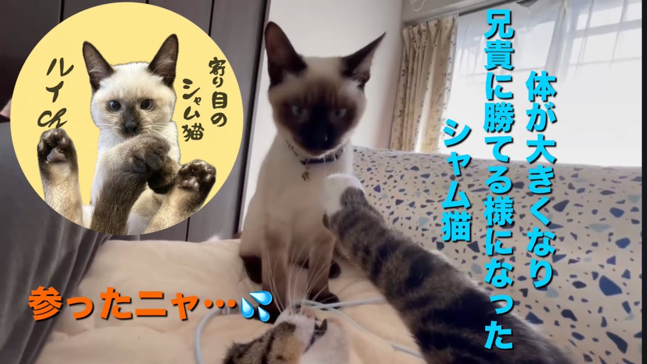 保護猫　寄り目のシャム猫ルイch  兄貴に勝てる様になったシャム猫