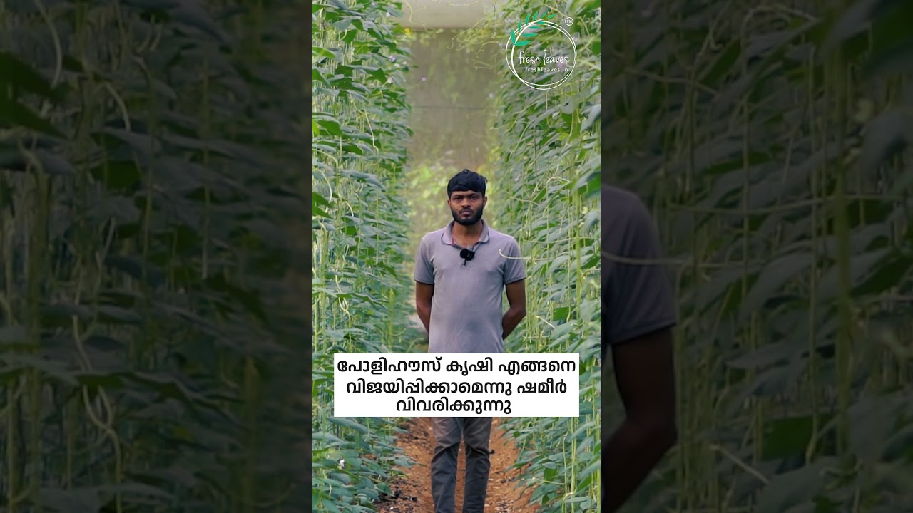 Polyhouse success story - Kerala #farmingtechniques #polyhouse #greenhousefarming