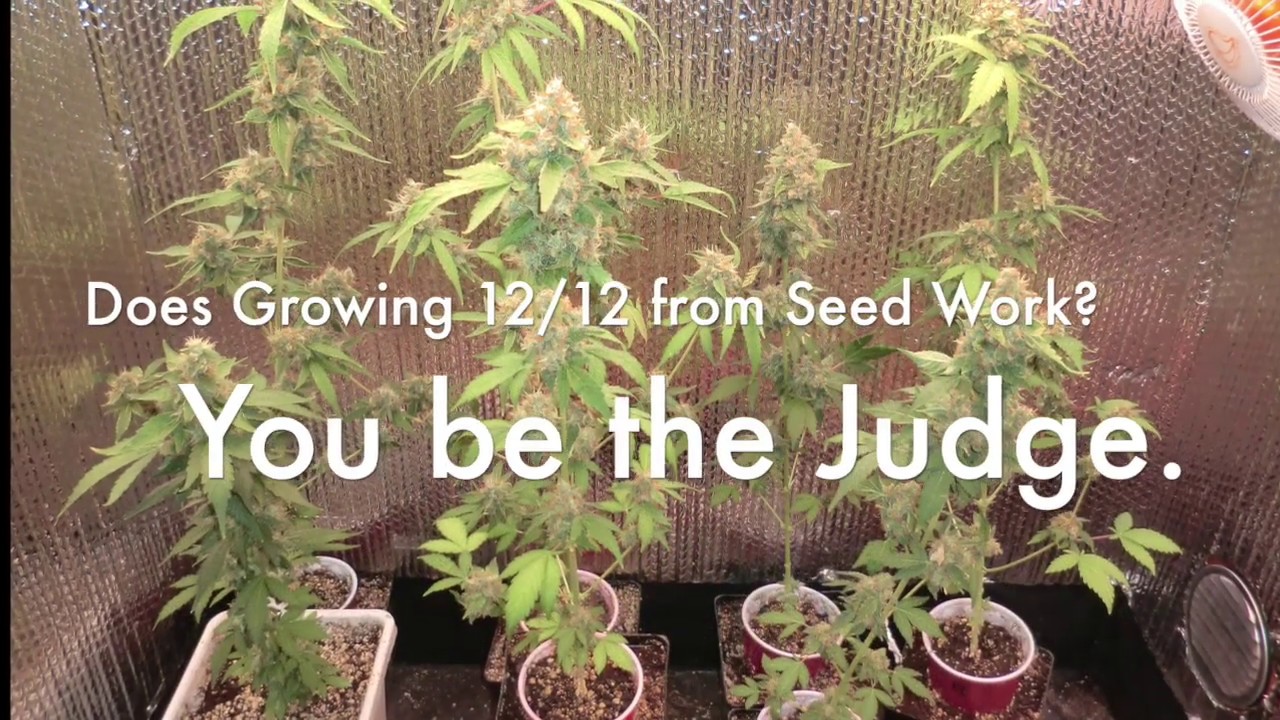 12/12 from Seed