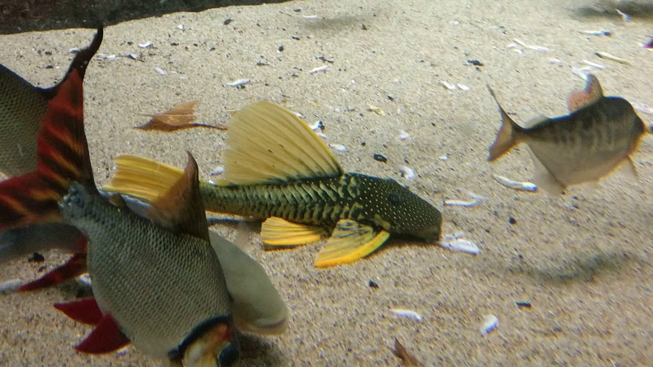 Exhibit 22 rainforest