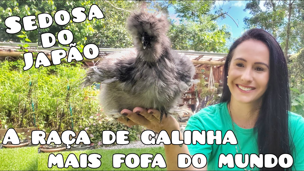 Tudo sobre a raça de galinha mais fofa do mundo! Sedosa do Japão.