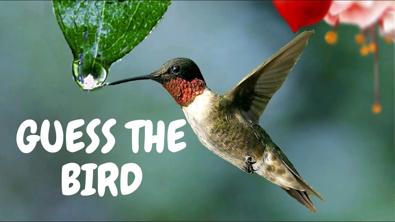 Birds Quiz for kids: Guess the bird