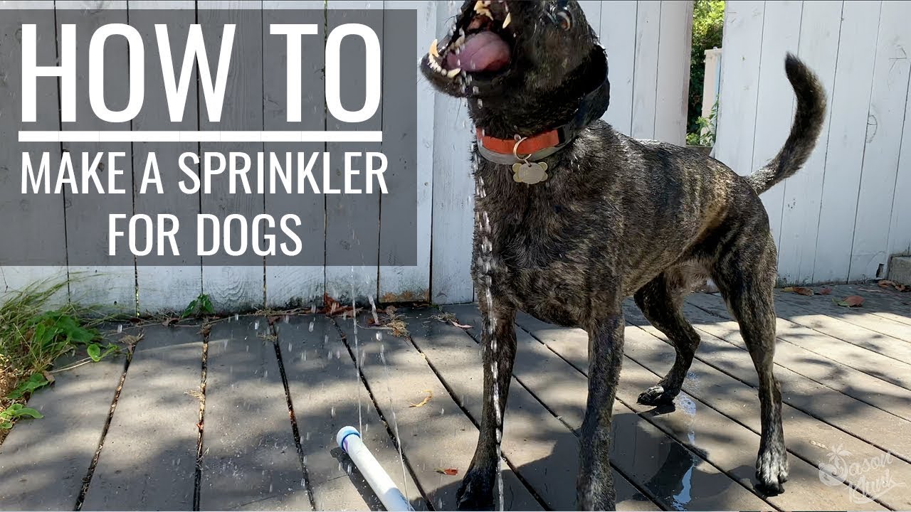 How To Make a Sprinkler for Dogs | Jason Klunk