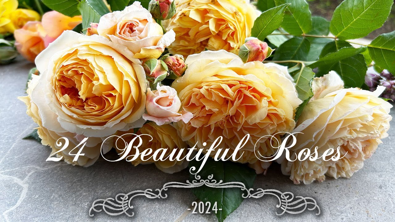 24 Beautiful roses in our Rose Garden - Complete Countdown with Rose names included • French Garden