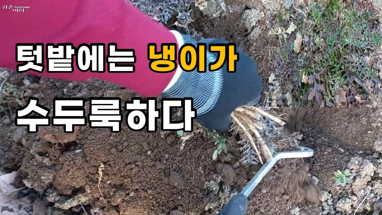 내 텃밭에 냉이는 가장 비싼 냉이다 / 냉이 /벼룩이자리 / 벌금나물 / 꽃따지 /지칭개 /개망초