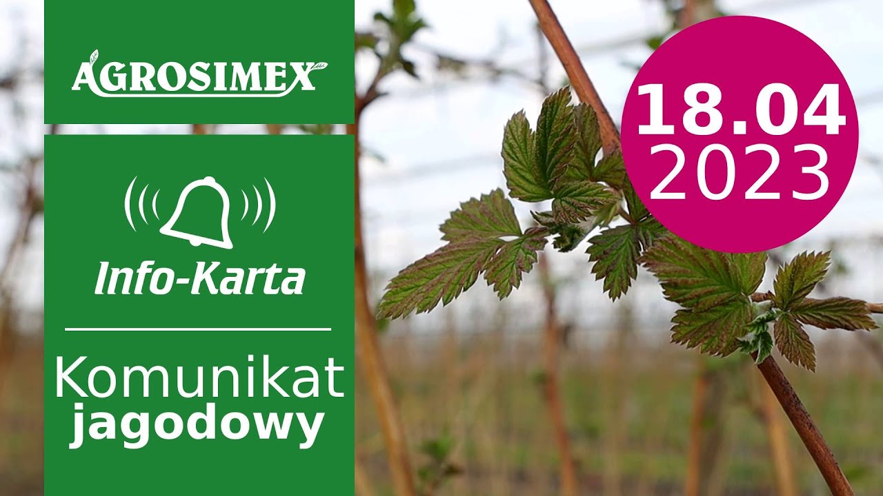Pierwsze zabiegi na plantacjach malin - komunikat jagodowy | Agrosimex