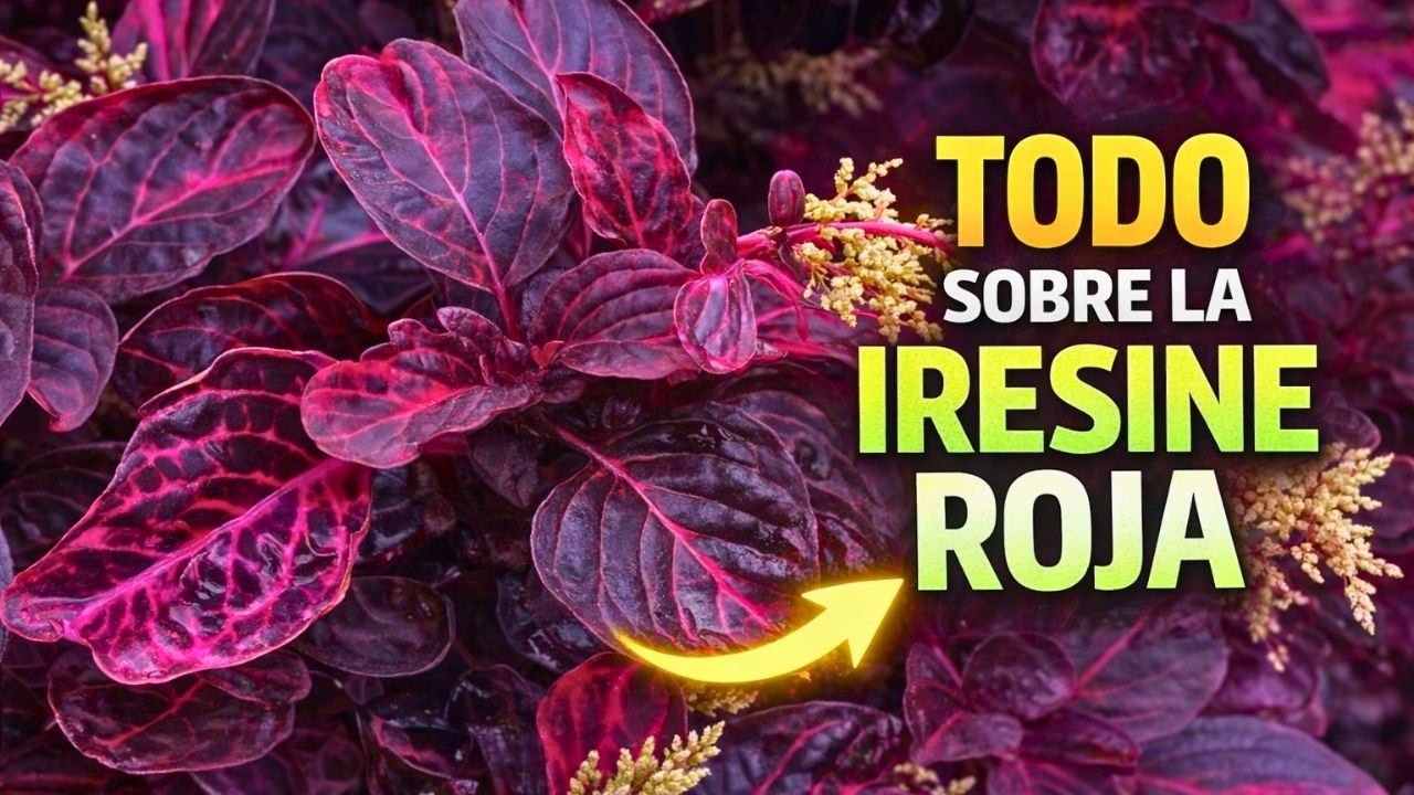 Errores que están arruinando tu Iresine roja (Bloodleaf)