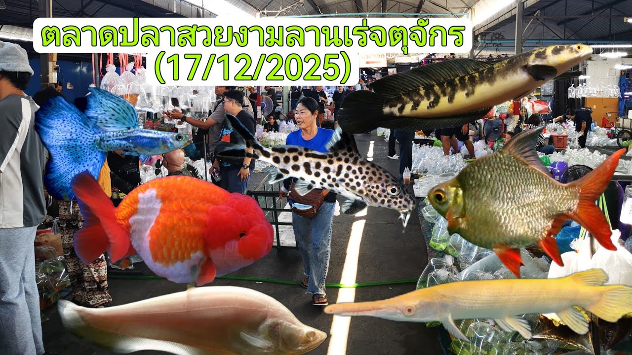 Aquarium​ Fish​ Market​ in​ Thailand​ ตลาด​ปลา​สวยงาม​ลาน​เร่​จตุจักร​🐟(17/12/2025)​