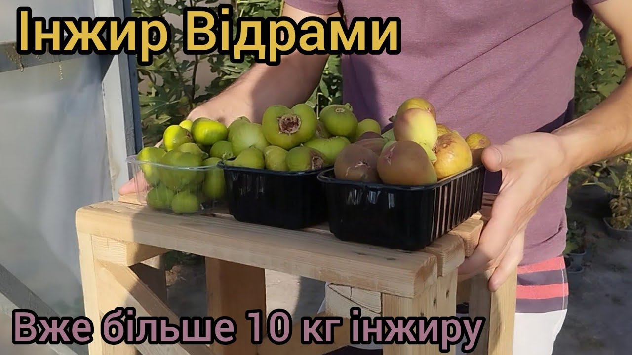 Більше 10 кг Інжиру вже зібрали в 2024 році.