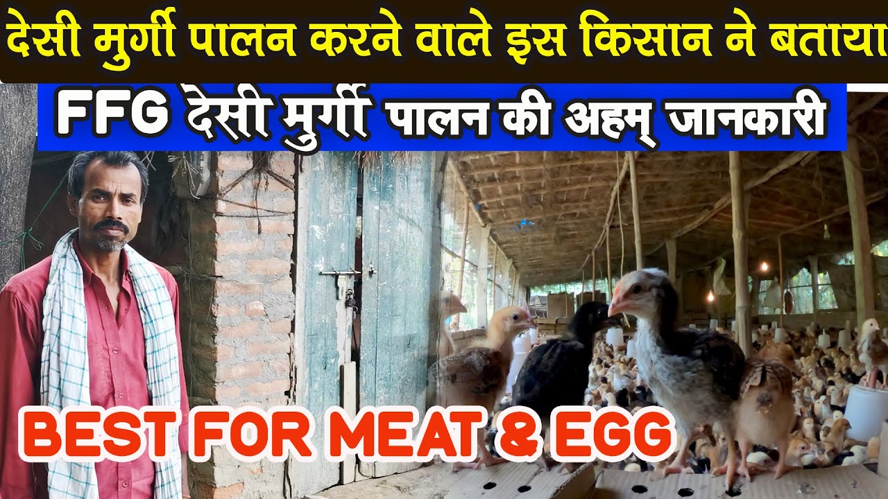 देसी मुर्गी पालन में  Kuroiler FFG Chicken के मीट और अंडे के Production और Growth का कोई सानी नहीं