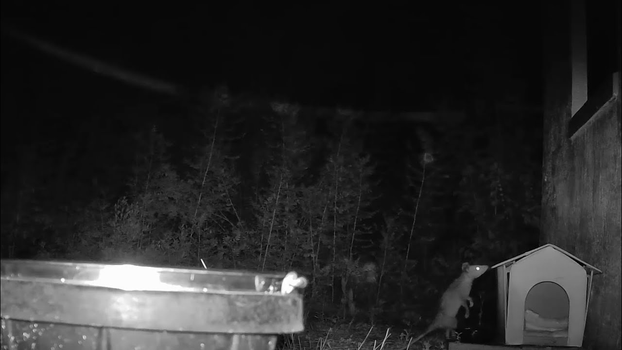 What is Moving in the Sky above the Opossum?