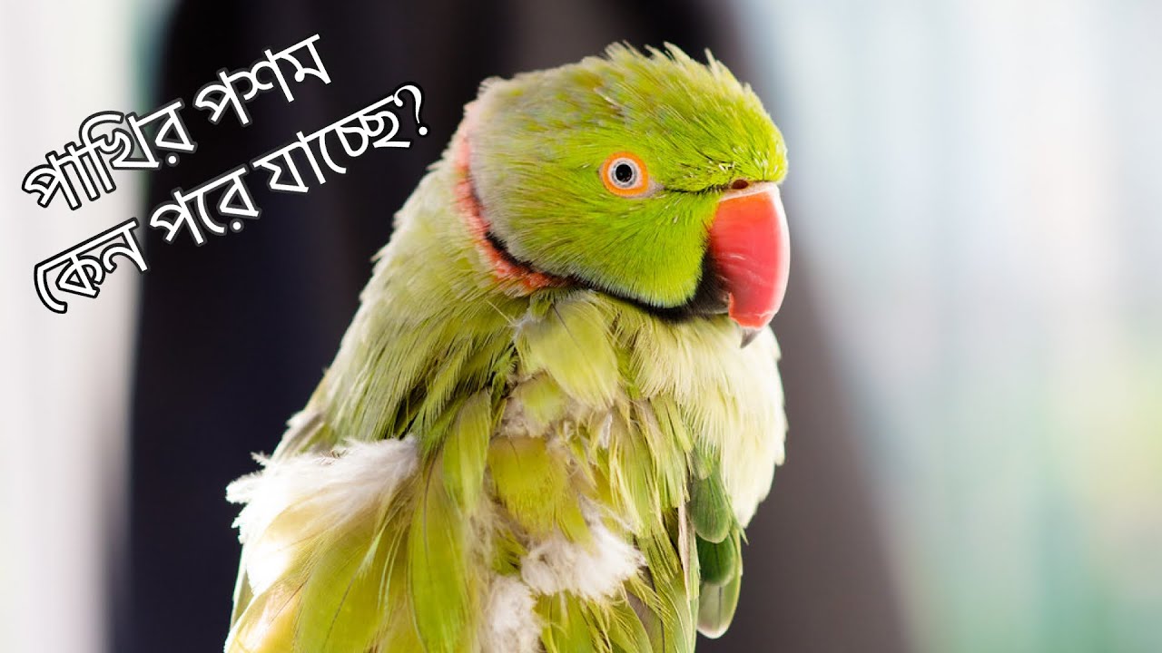 পাখির পশম কেনো পরে তার সমাধান।how to prevent parrot's feather plucking.