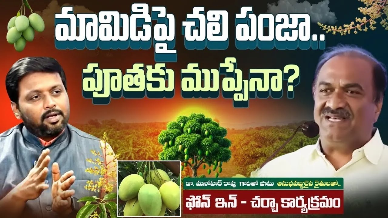 మామిడిపై చలి పంజా.. పూతకు ముప్పేనా | Dr Manohar Rao Advices about Mango Crop | #hmtvagri