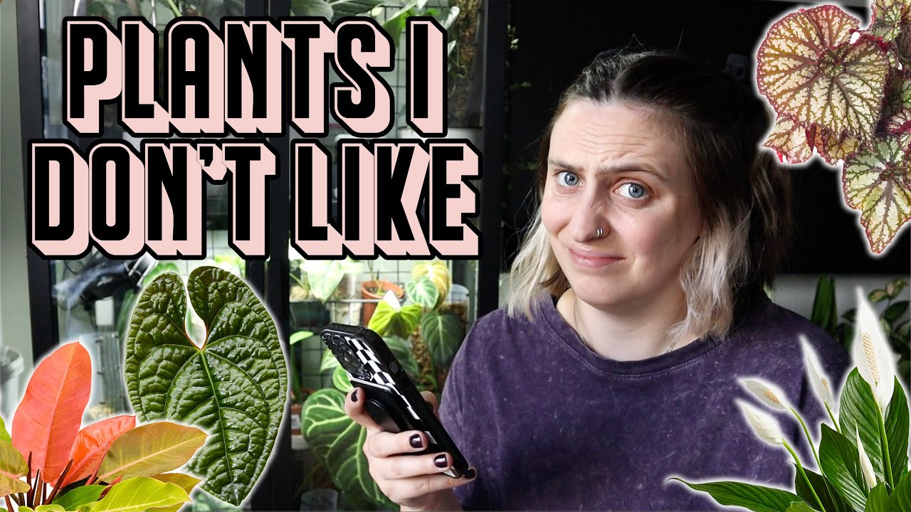 I wouldn't buy these plants 🙅🏻‍♀️🪴