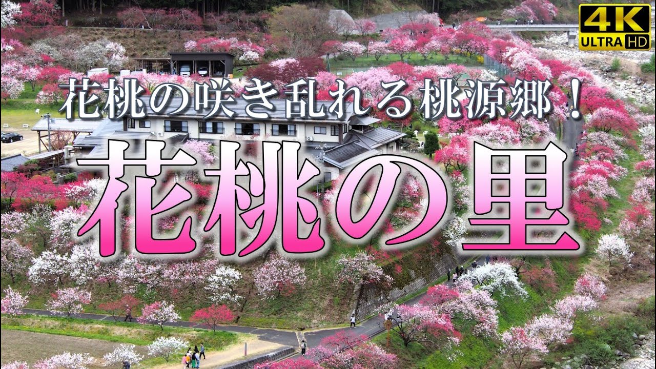 【絶景】まるで桃源郷！長野・阿智村「花桃の里」2025年春の見頃🌸 (4/25訪問) GW 必見！　#花桃の里 #日本の絶景 #ドライブ