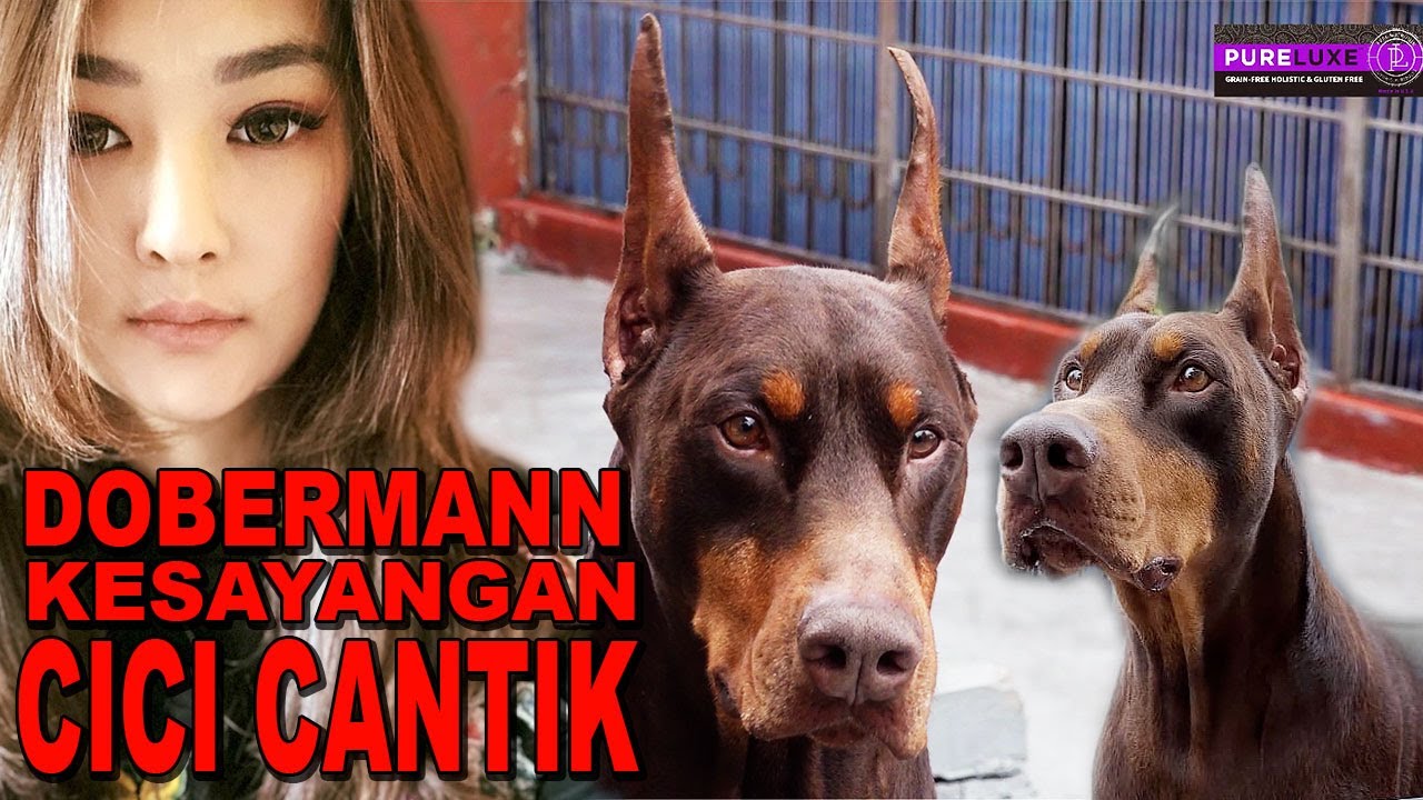 ANJING DOBERMANN AMERIKA KESAYANGAN CICI CANTIK