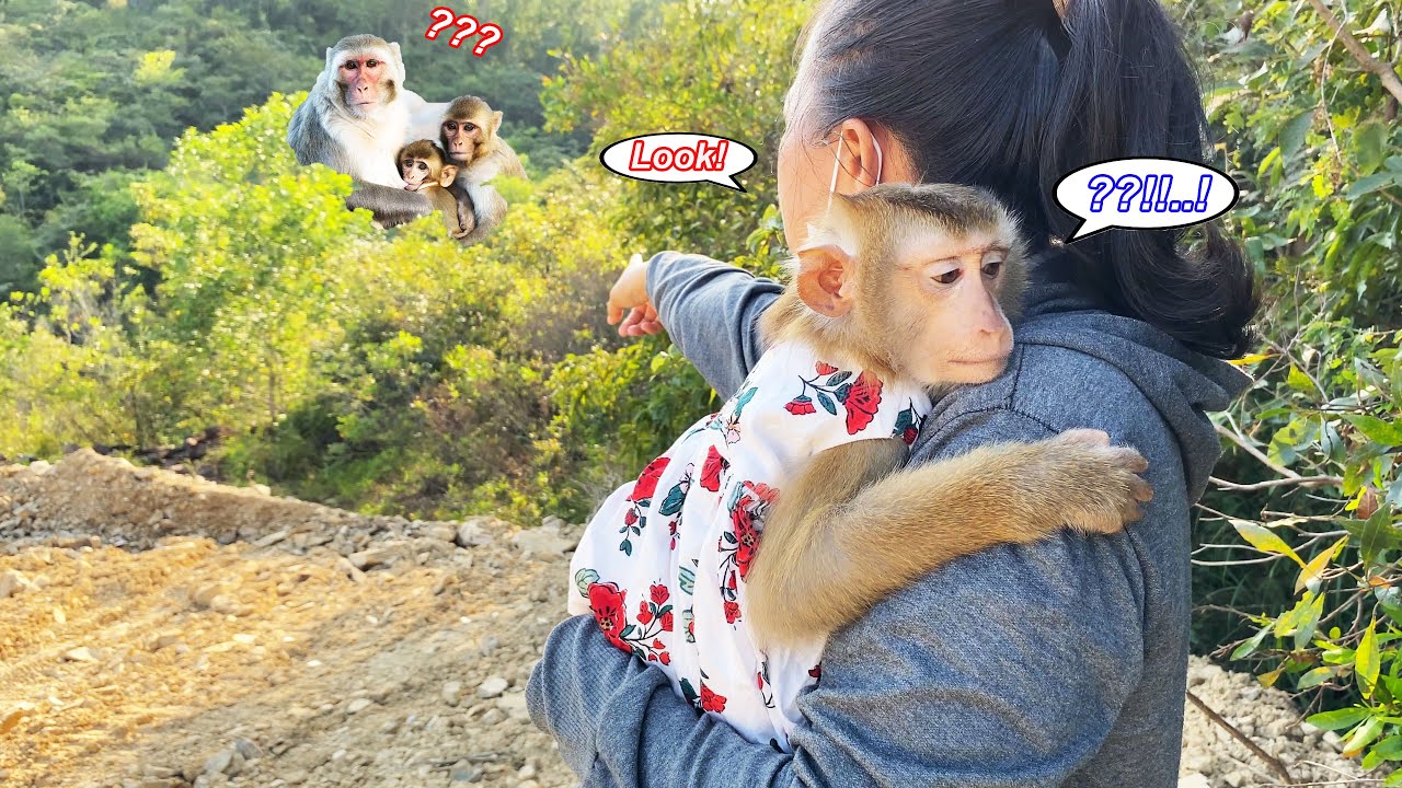 Monkey Lyly returned to the forest and hugged her mother tightly when she first saw her kind