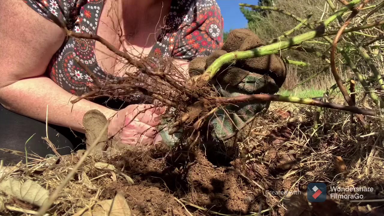 Clearing brambles.  🌿 Garden 2021  ( 5 )