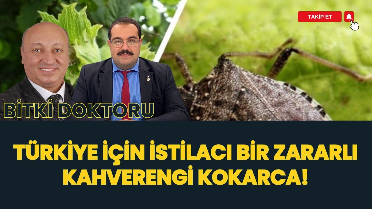 BİTKİ DOKTORU I TÜRKİYE İÇİN İSTİLACI BİR ZARARLI KAHVERENGİ KOKARCA!
