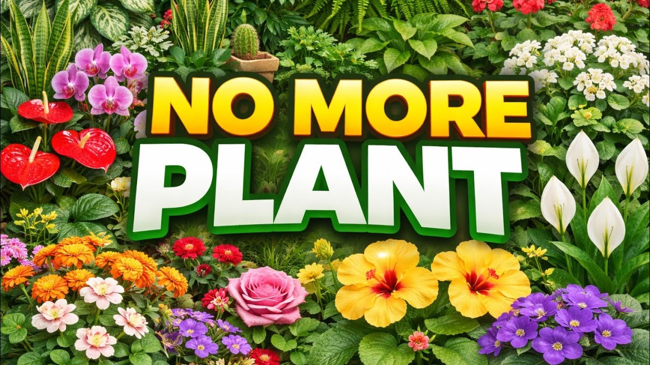 ,ll🌿 no more plant😱😱(अब और प्लांट मतलाना)#ytvideo🌿✨ll