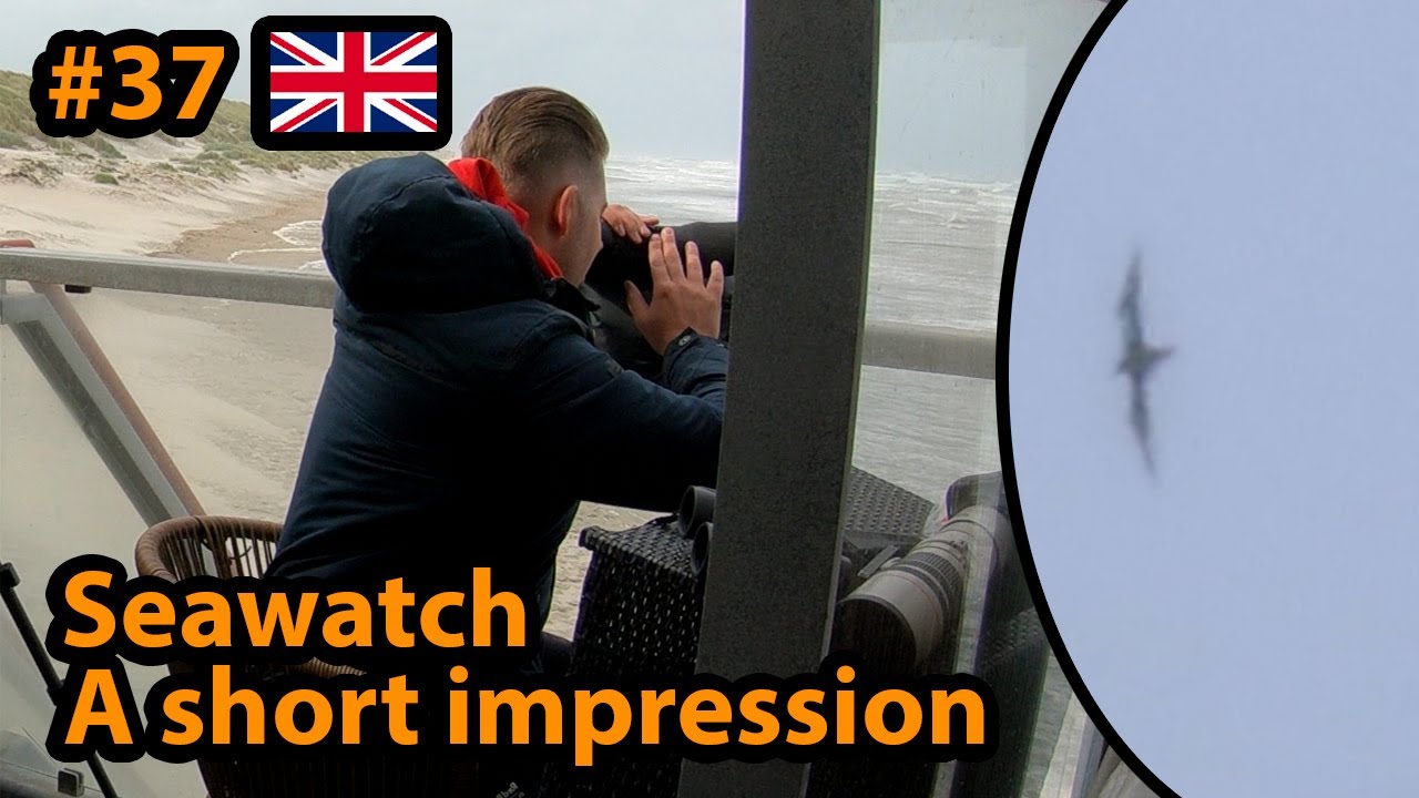 #37 Seawatching. A short impression