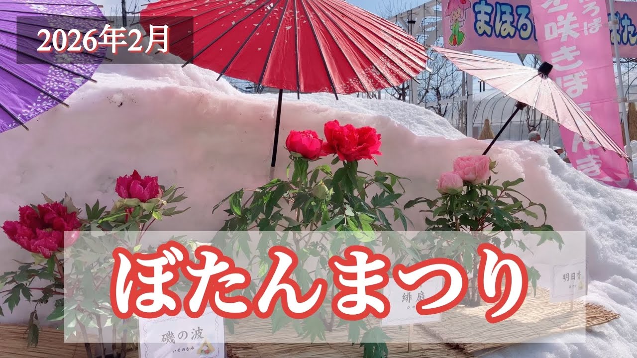 🌸ぼたんまつりへ🌸今年は晴れたぁ🌞　　　　　　　　　#牡丹 #お花 #お祭り #2026年