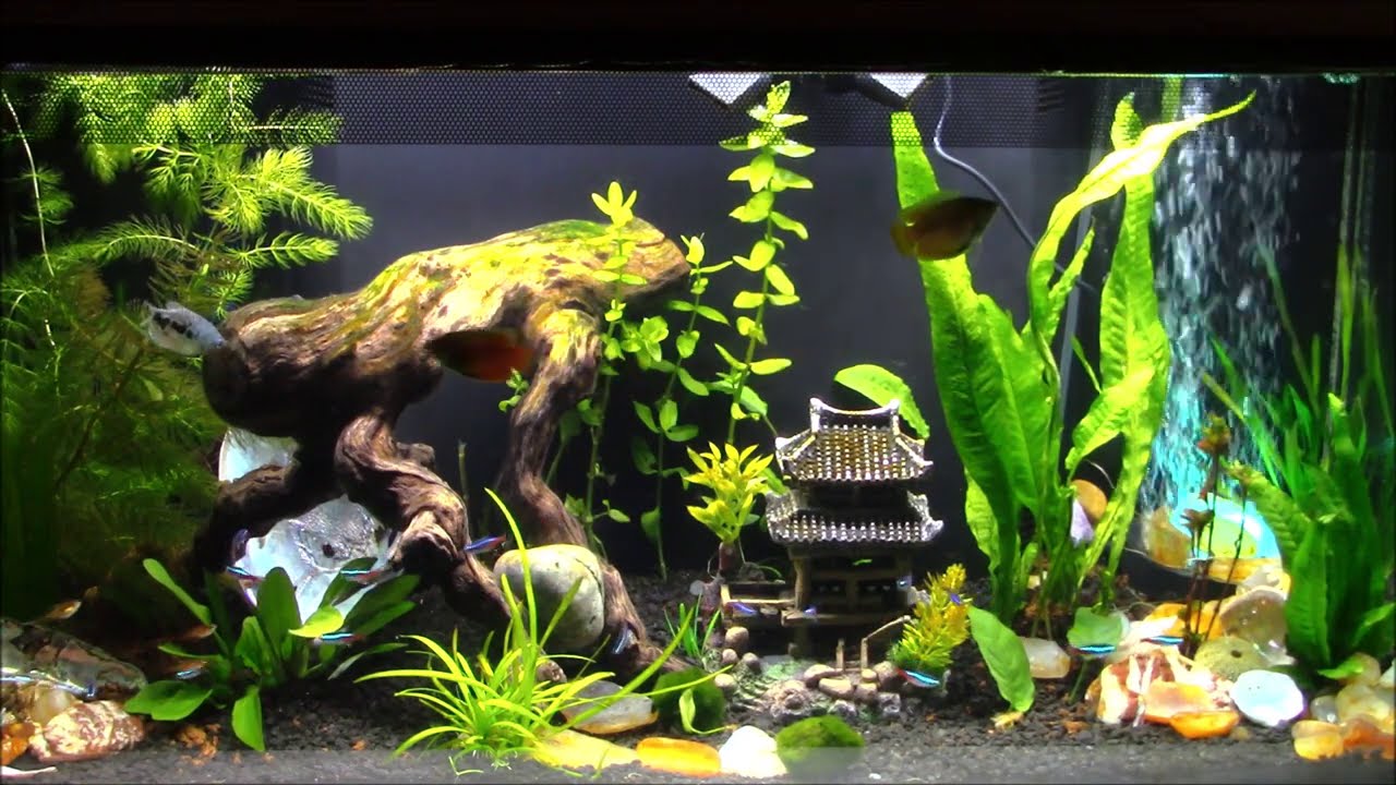 Aquarium Sounds and Whispering, long ASMR