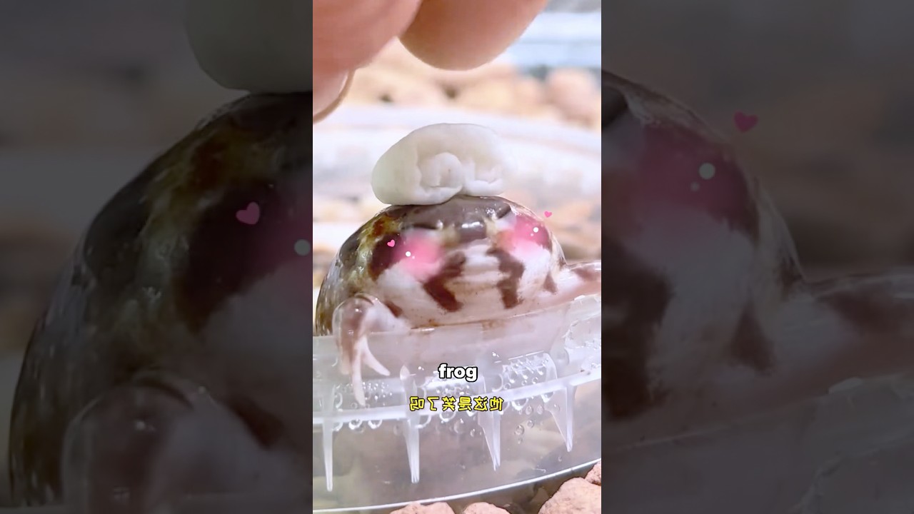 Desert rain frog #foryou #funny #animals #rainfrog #shorts
