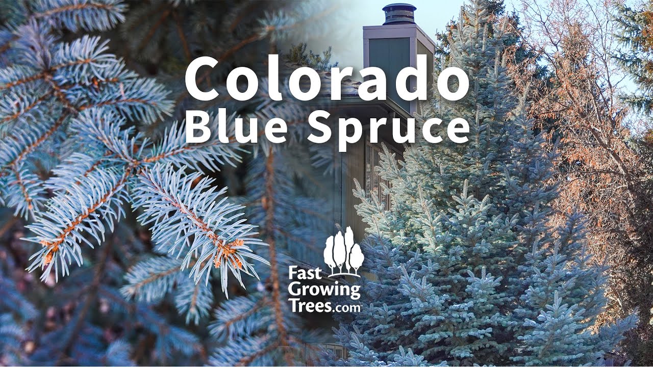 Colorado Blue Spruce - Silver-Blue Privacy Tree