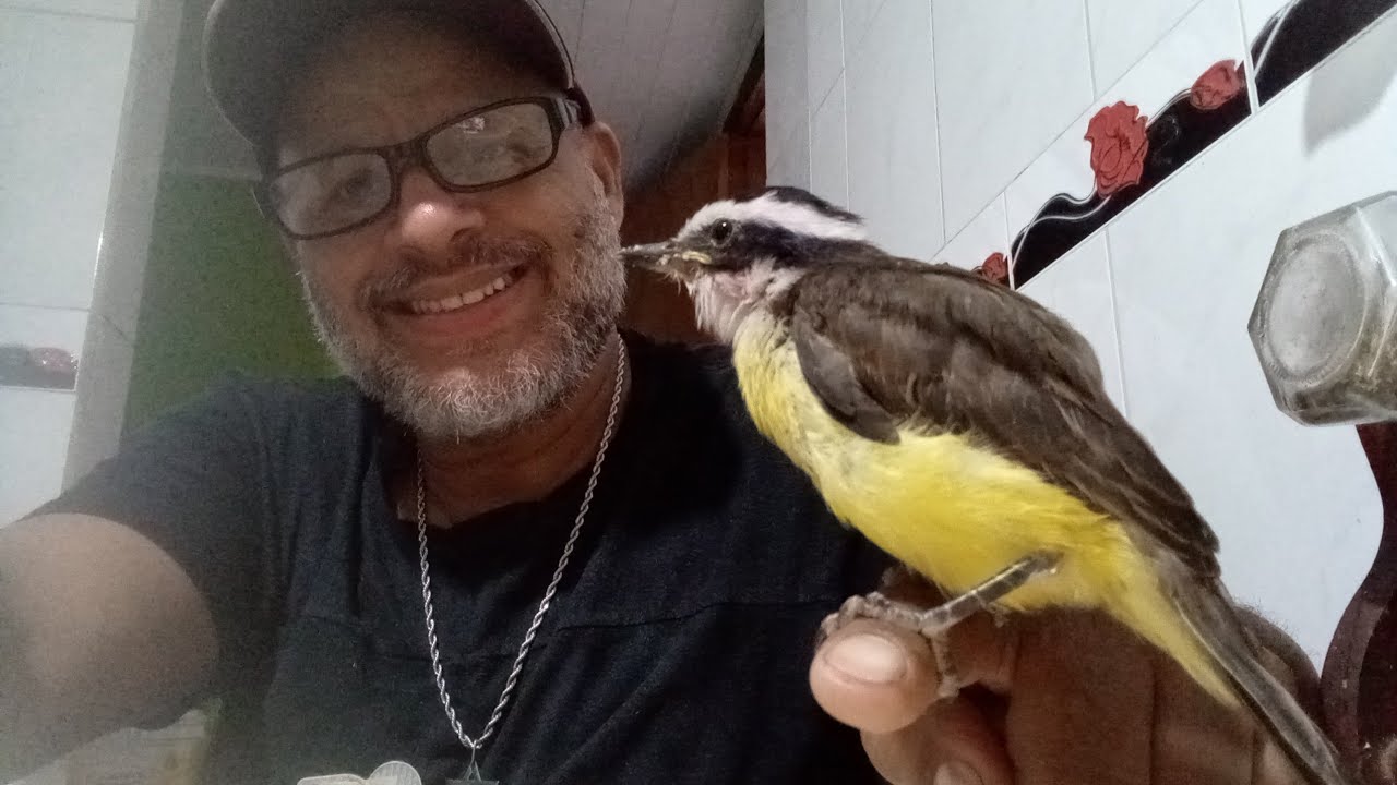 Bem. te vi , caído do ninho, como cuidar.