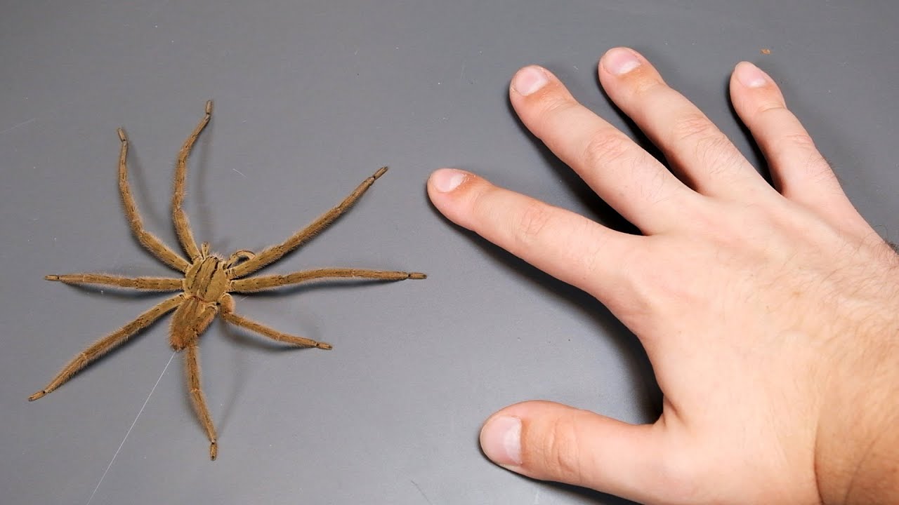 Cupiennius salei &ndash; банан &laquo;МОНСТР&raquo;!