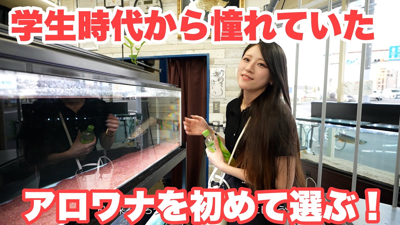 【お宅訪問】初めてのアロワナを購入！#大型魚 #アジアアロワナ #アロワナ #aquarium #古代魚 #アクアリウム