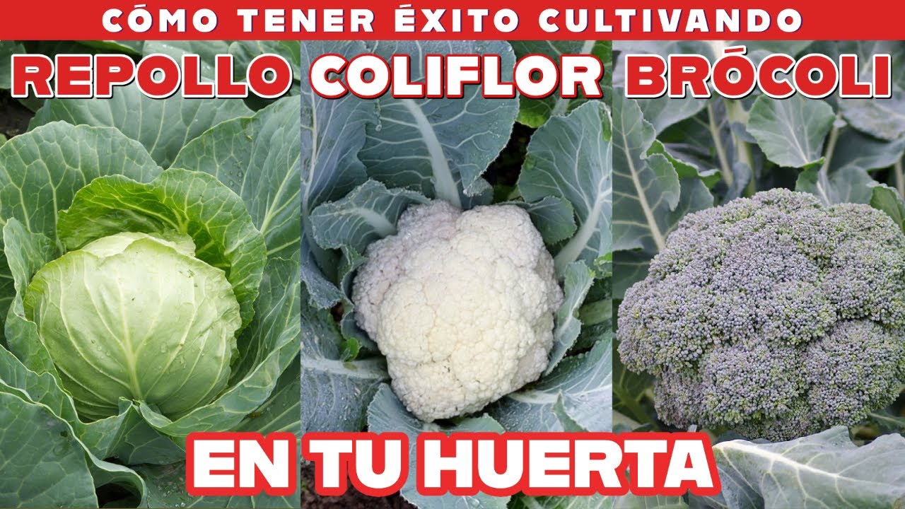 Todos mis secretos para que tengas éxito con el repollo, brócoli y coliflor.