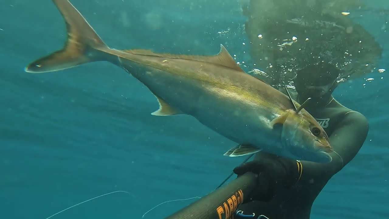 Spearfishing with Likon wetsuits and Calibro12 speargun