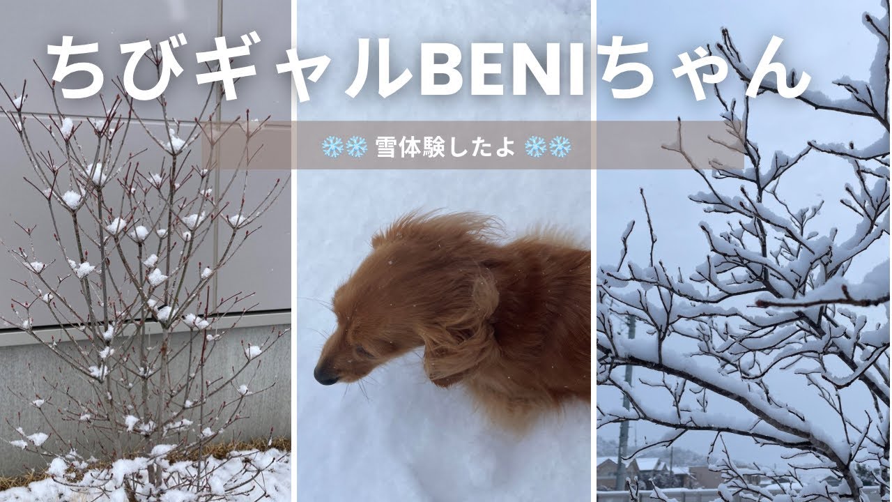 A shy snowy walk with Tiny Gal BENI ❄️